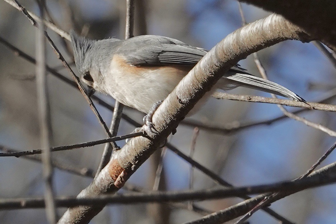 エボシガラ - ML646302059