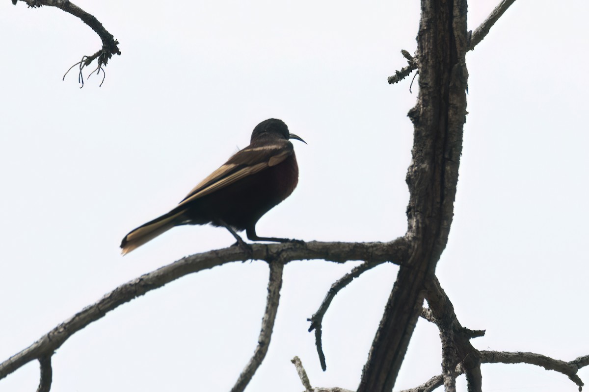 Scarlet-chested Sunbird - ML646302071