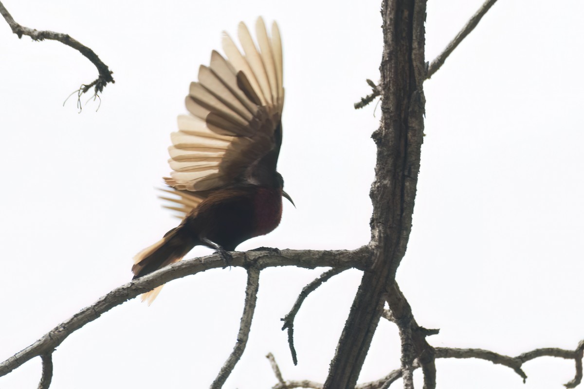 Scarlet-chested Sunbird - ML646302072