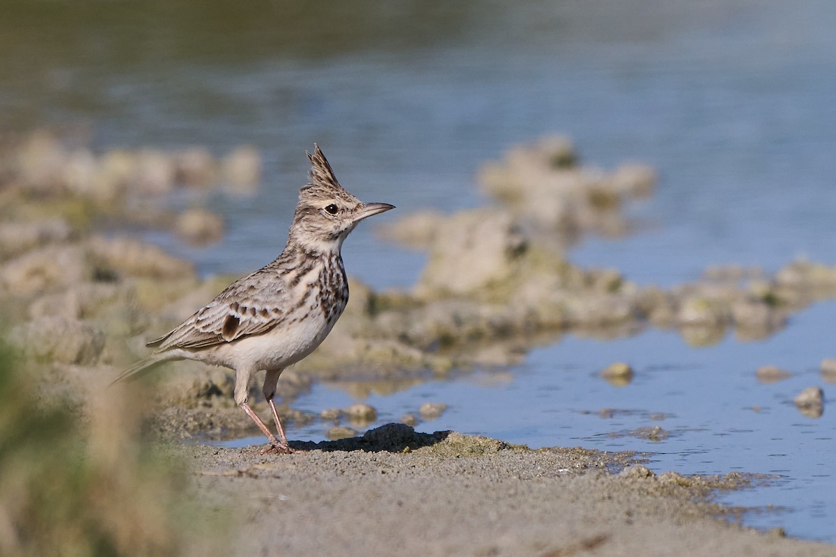Crested Lark - ML646302073