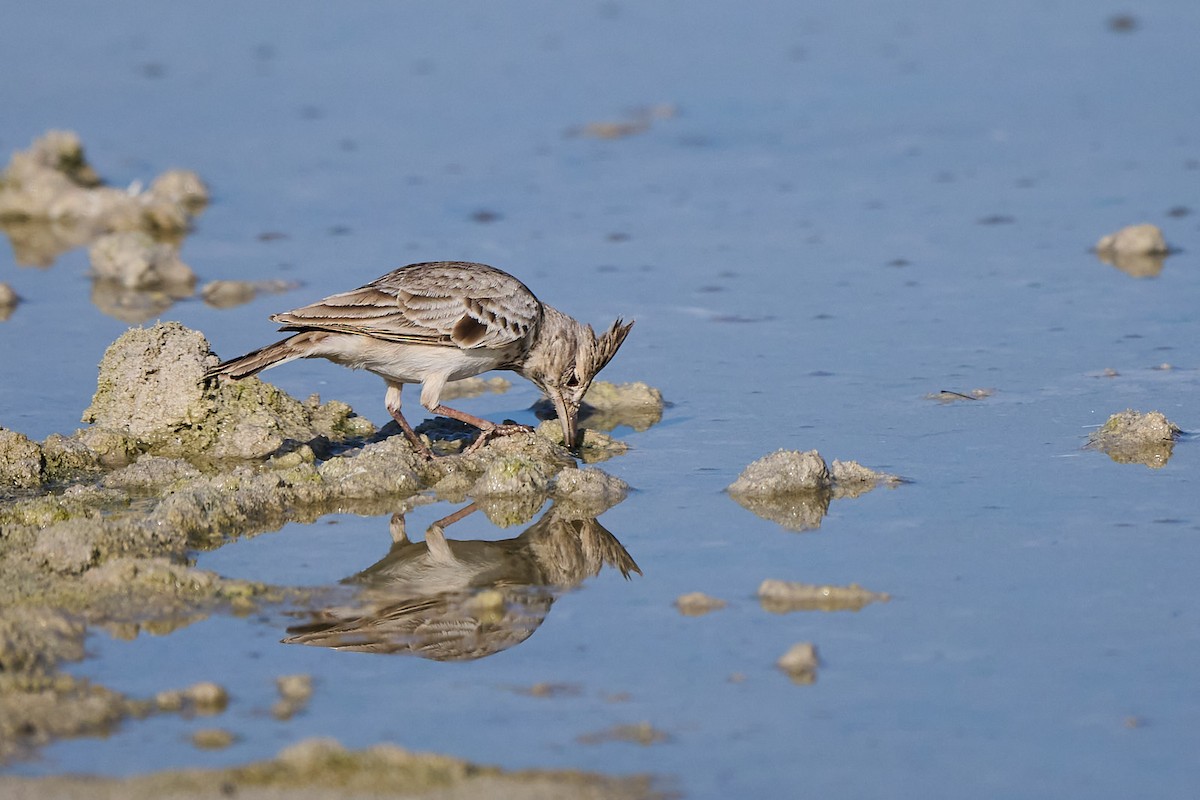 Crested Lark - ML646302074
