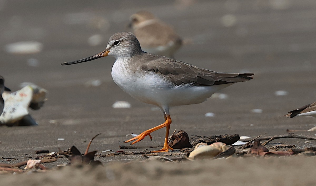 ソリハシシギ - ML646302083