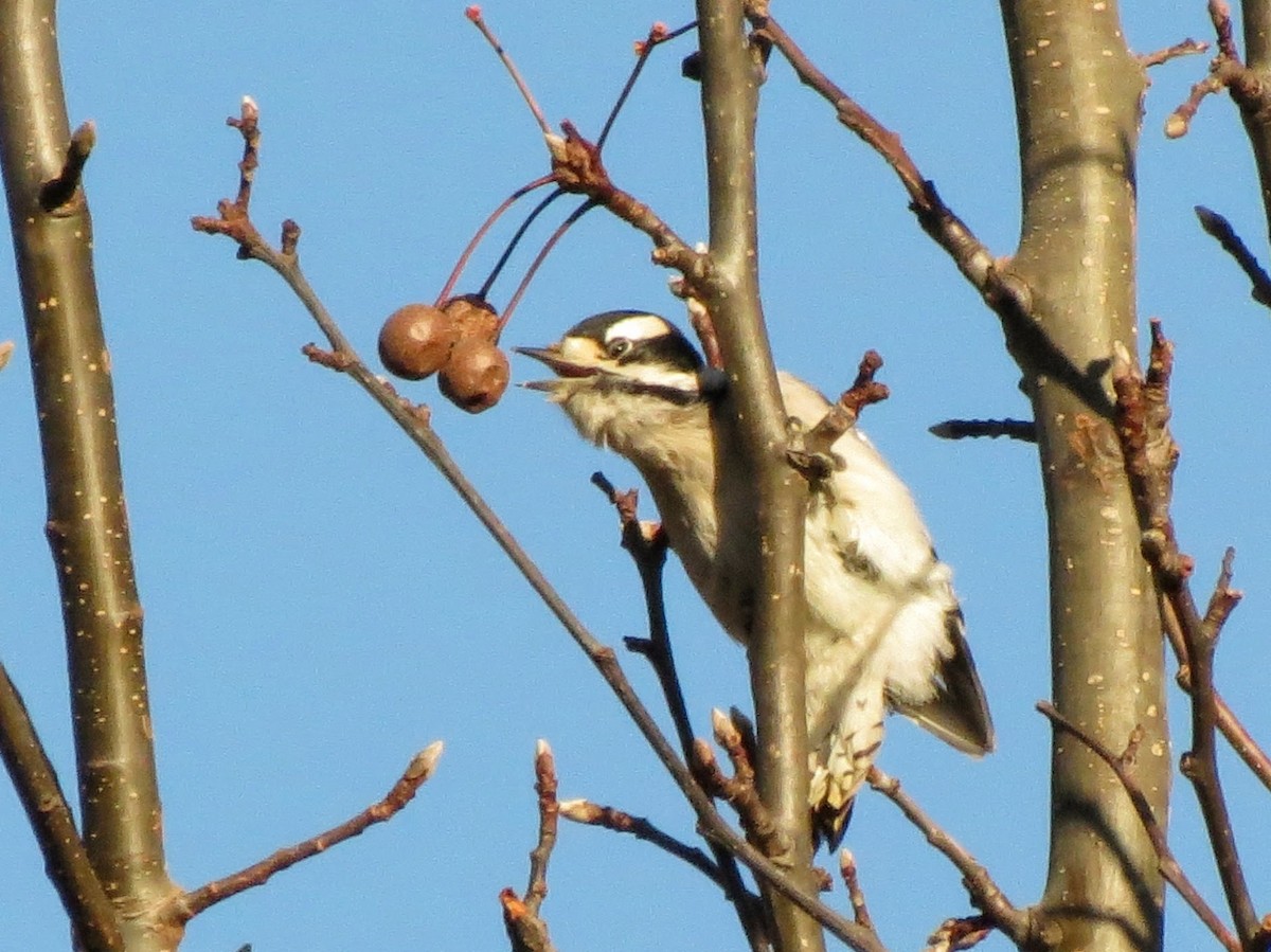 Downy Woodpecker - ML646302084