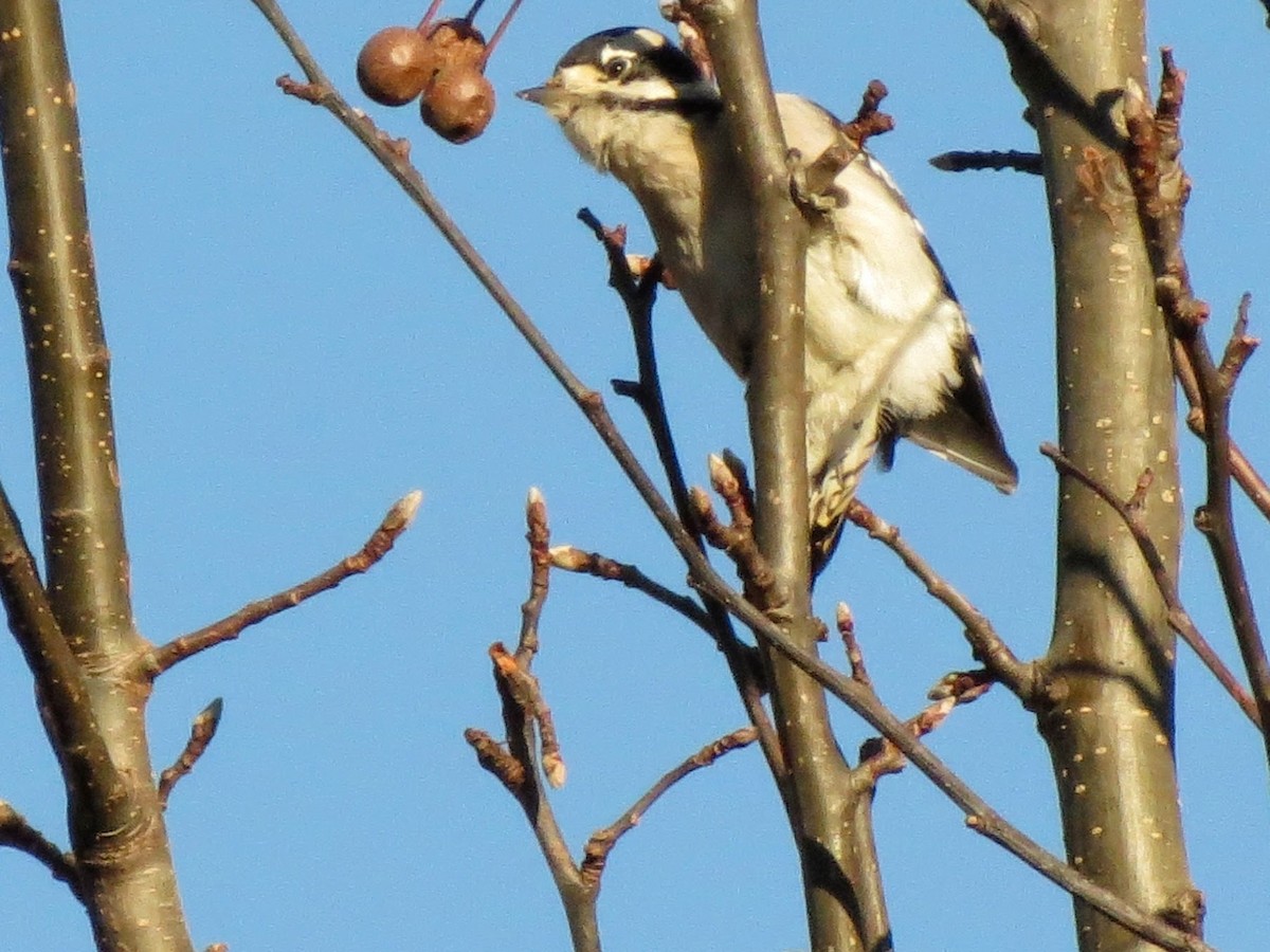 Downy Woodpecker - ML646302085