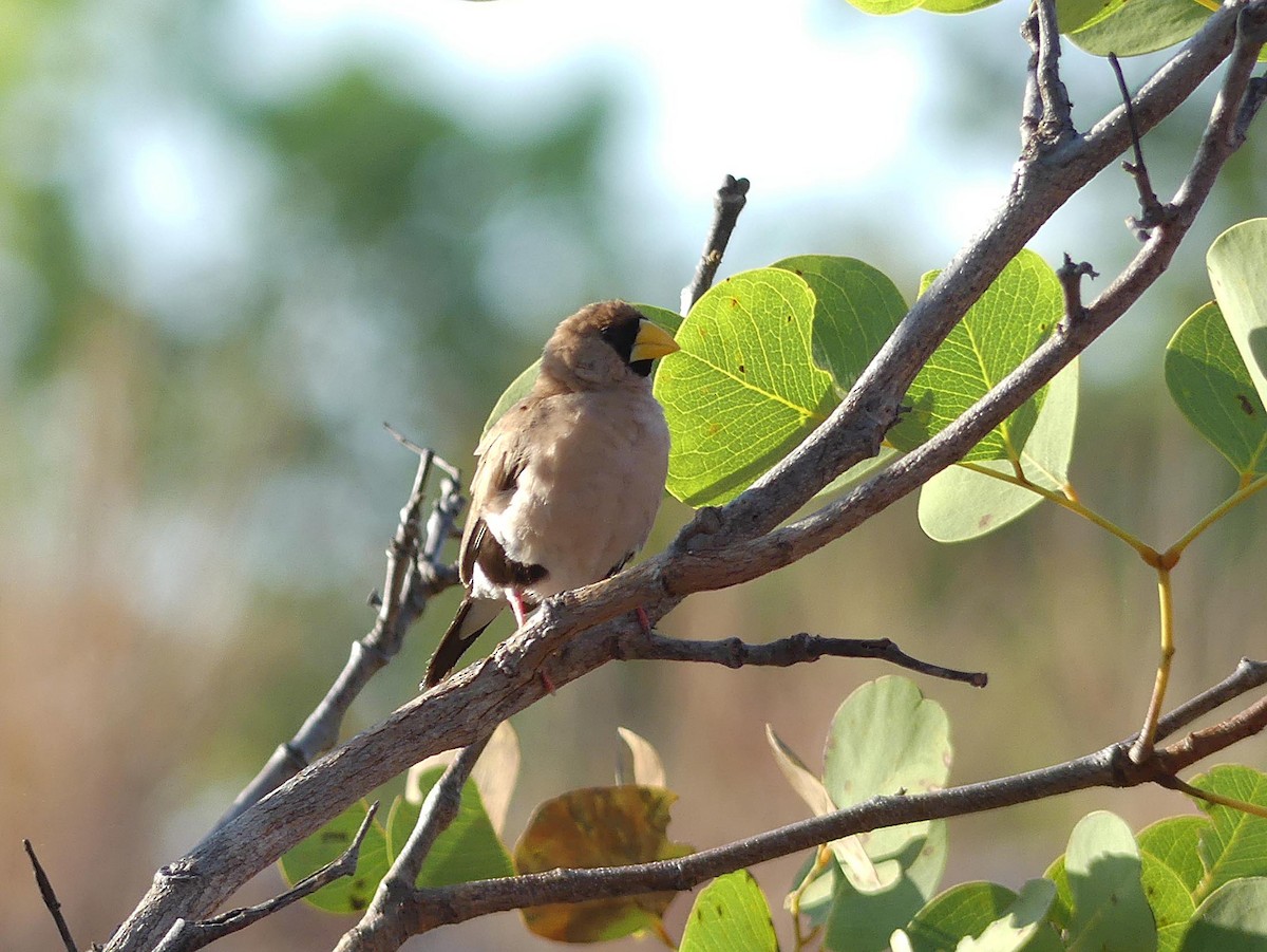 キバシキンセイチョウ - ML646302086