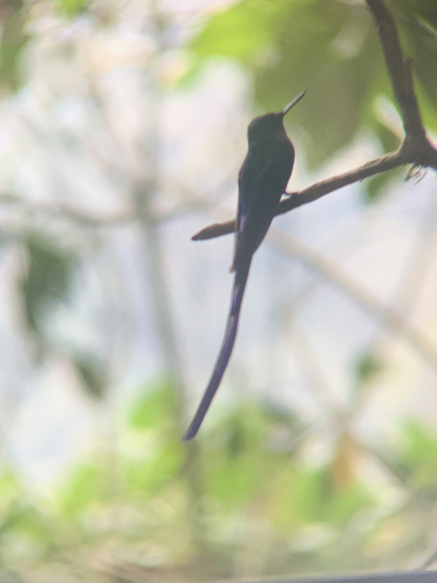 Violet-tailed Sylph - ML646302089