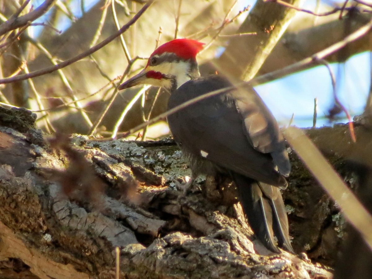 Pileated Woodpecker - ML646302092