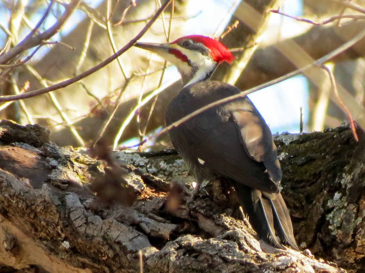 Pileated Woodpecker - ML646302093