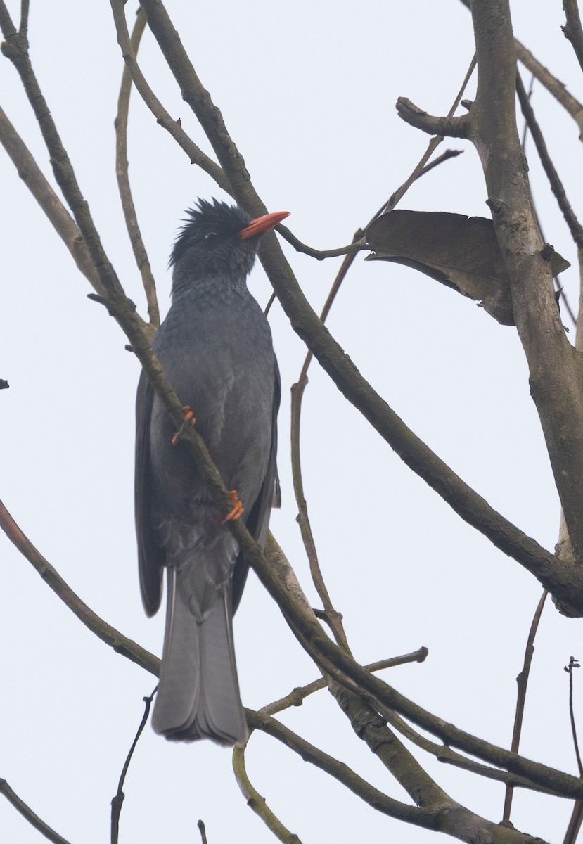 Горована індійська - ML646302094