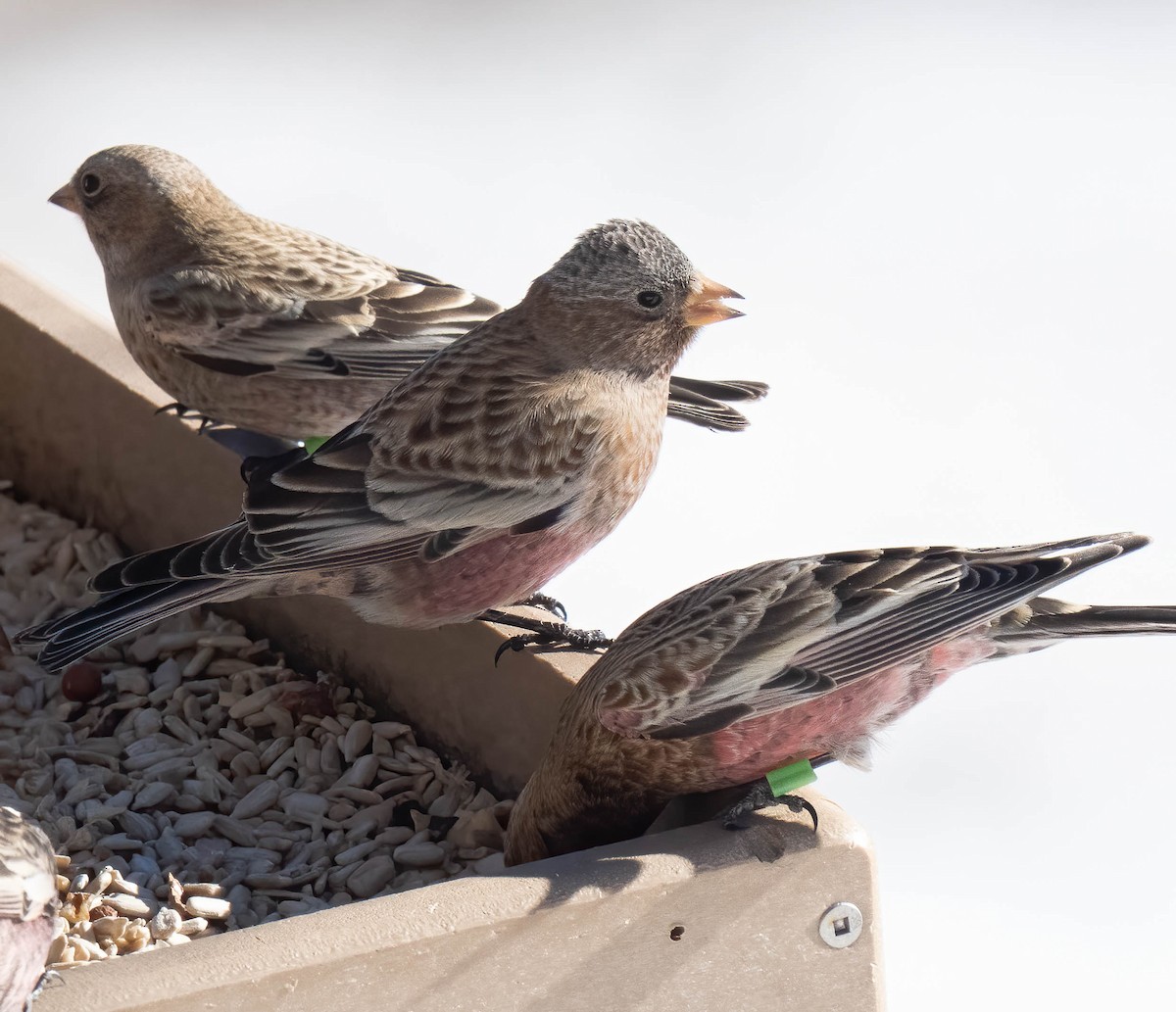 Brown-capped Rosy-Finch - ML646302095