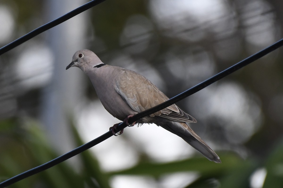 Tourterelle turque - ML646302101