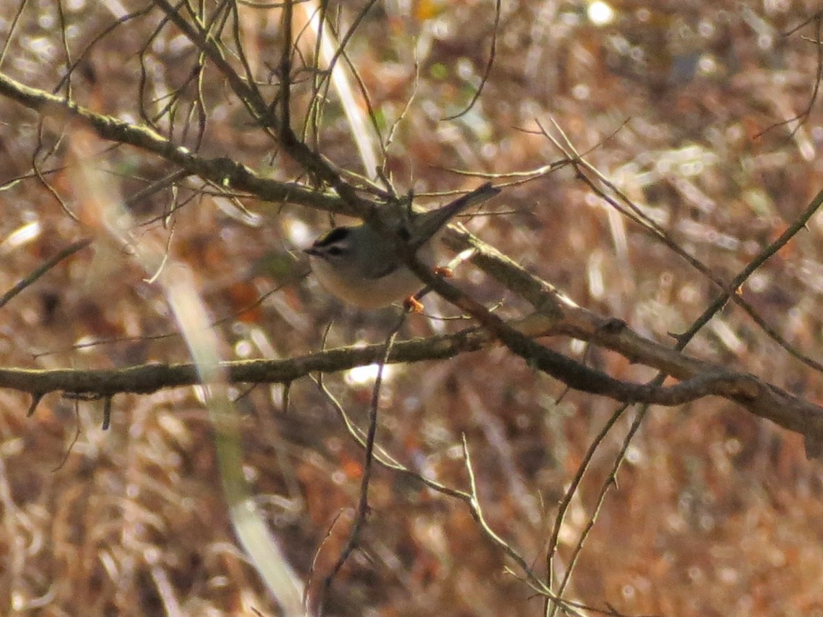 Golden-crowned Kinglet - ML646302108