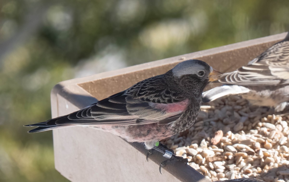 Black Rosy-Finch - ML646302120