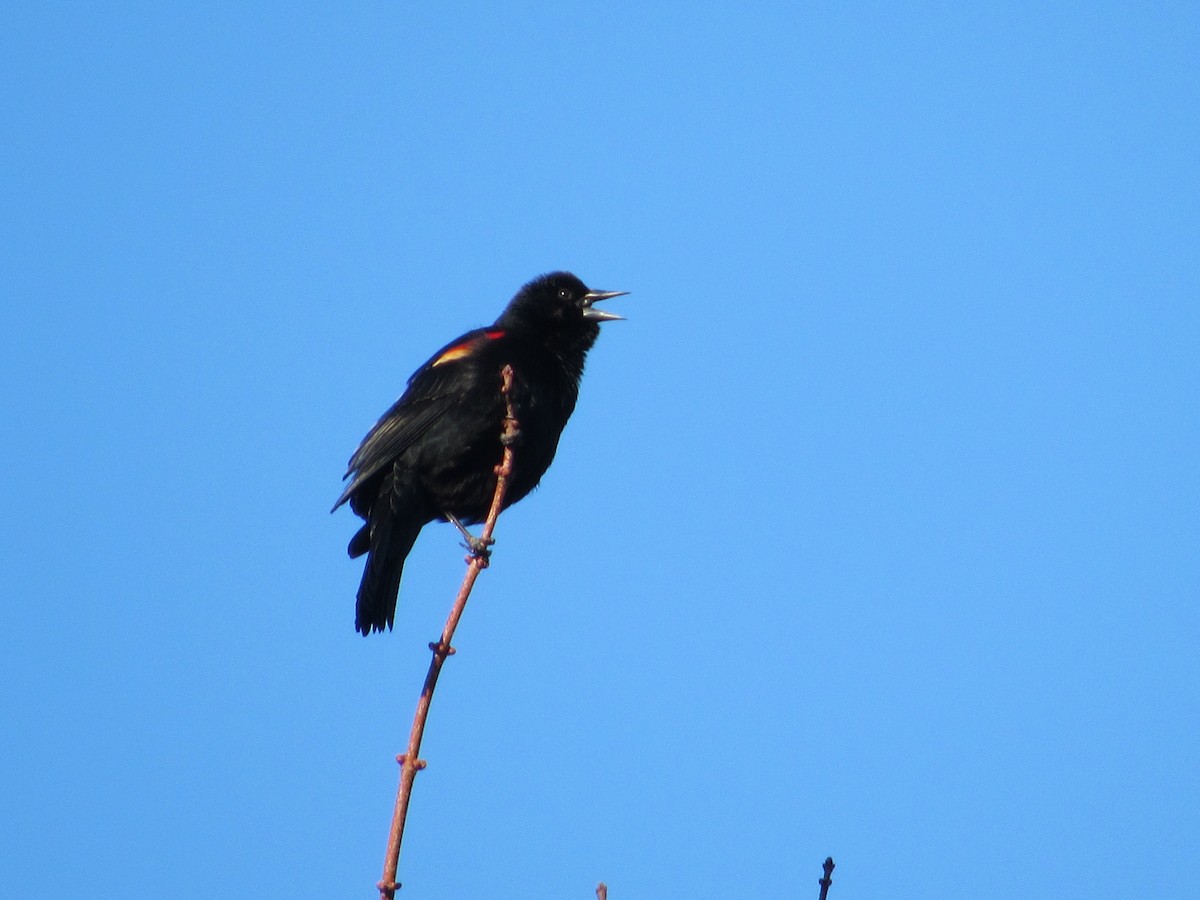Red-winged Blackbird - ML646302123