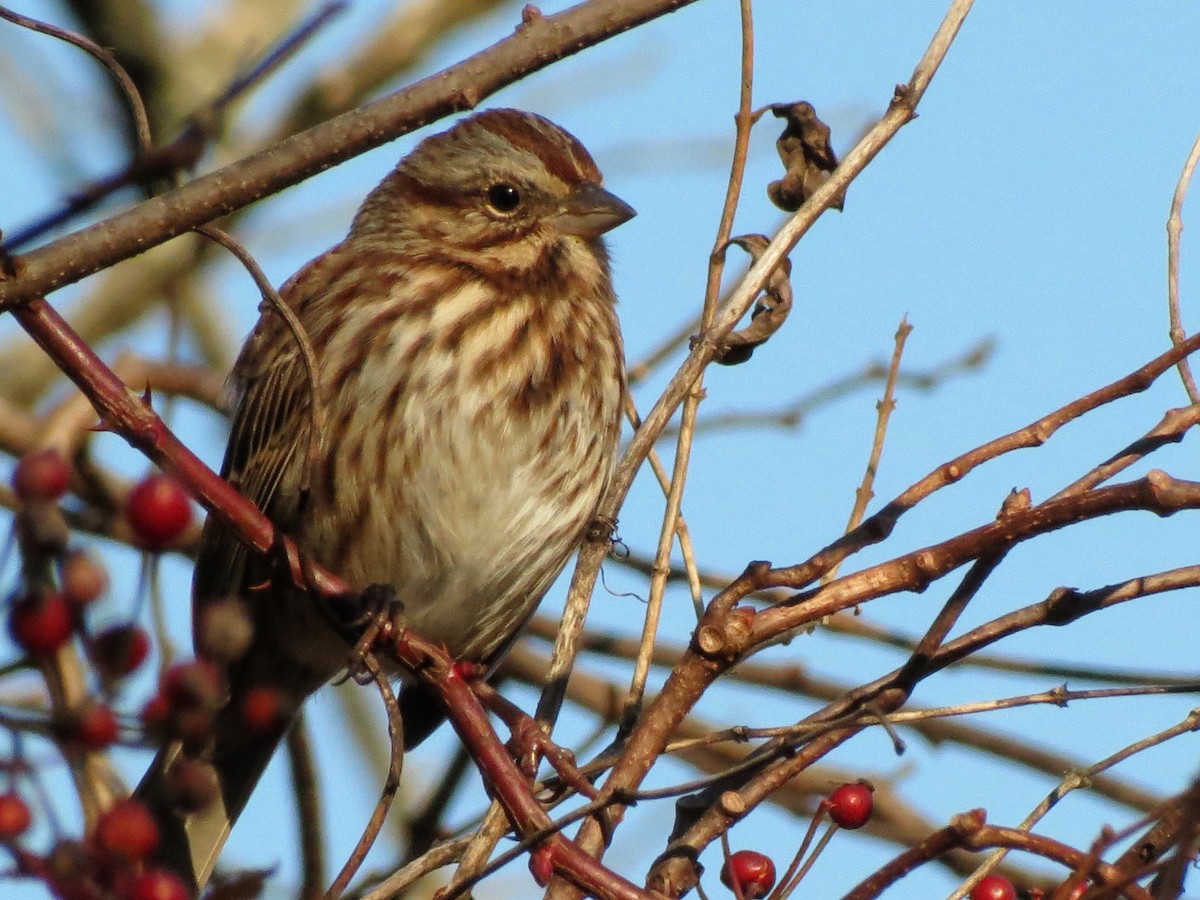 Song Sparrow - ML646302124