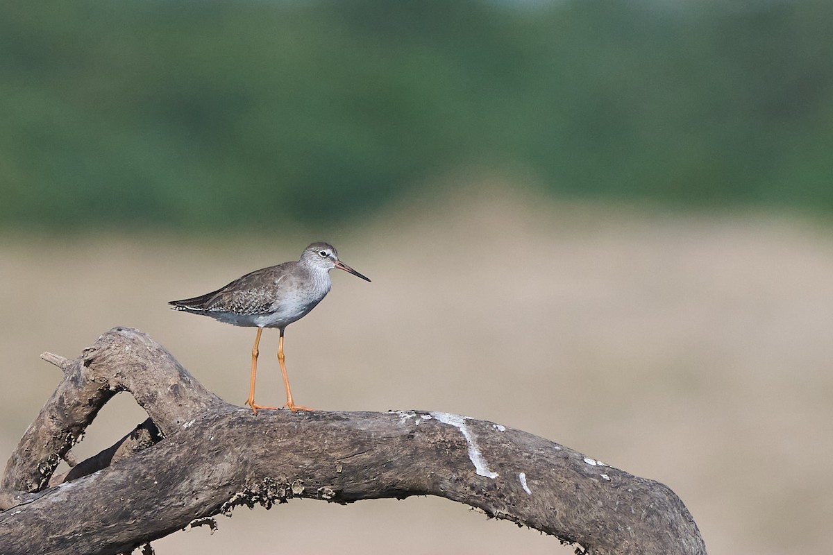 Common Redshank - ML646302126