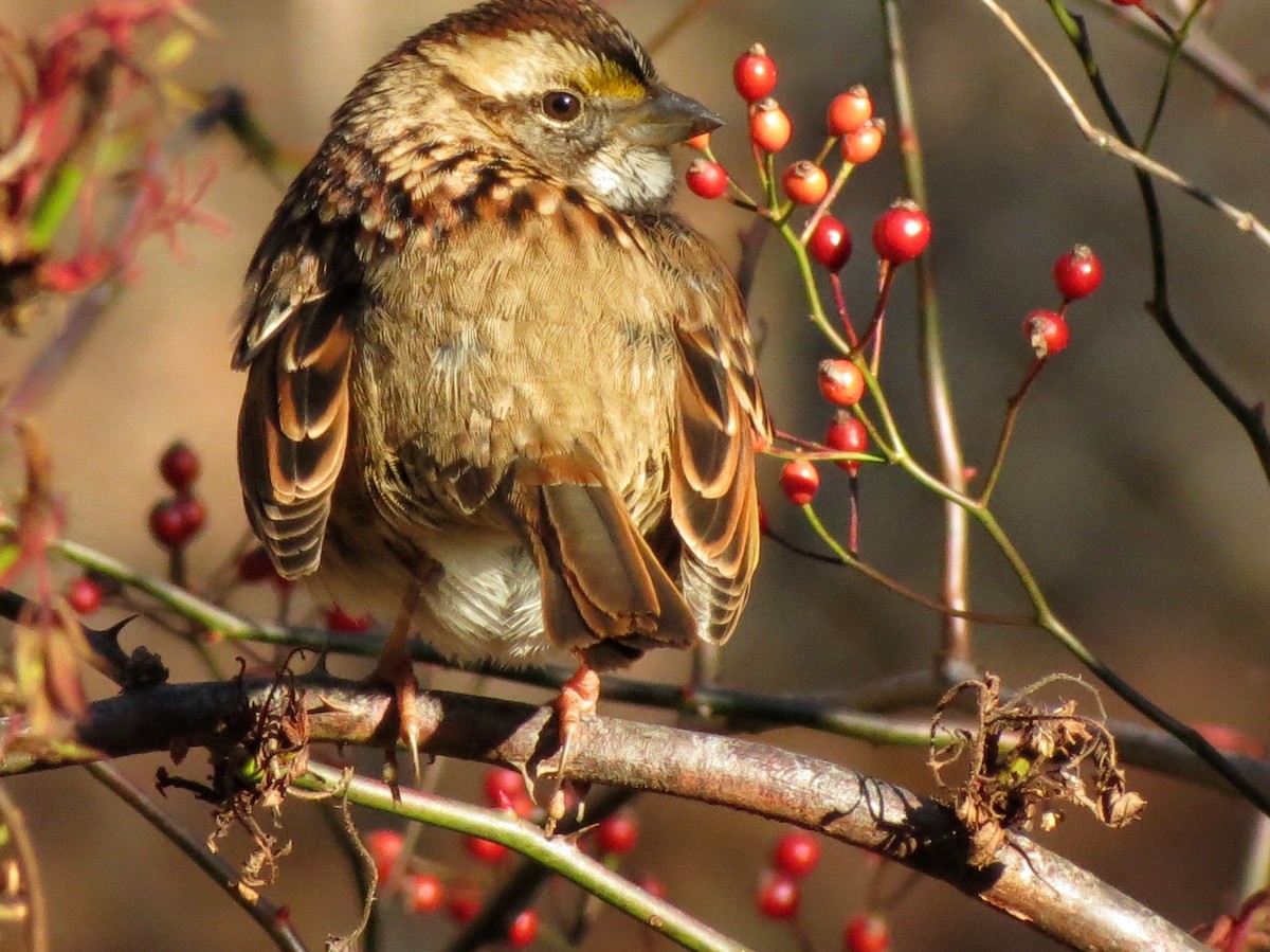 White-throated Sparrow - ML646302128