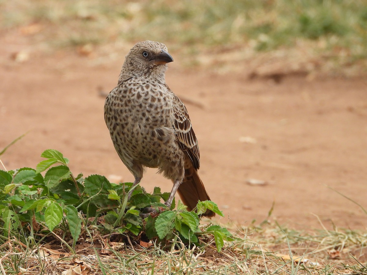 Rufous-tailed Weaver - ML646302132