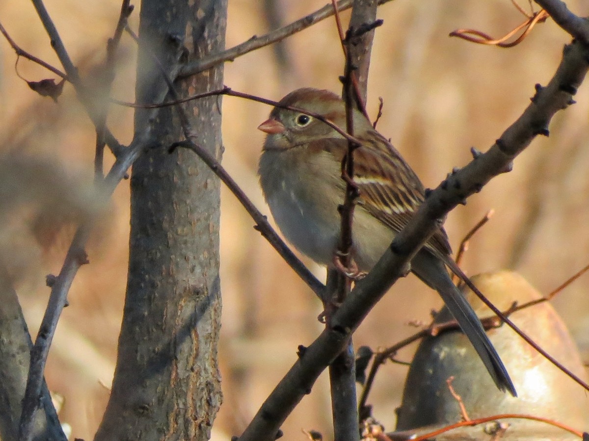 Field Sparrow - ML646302134