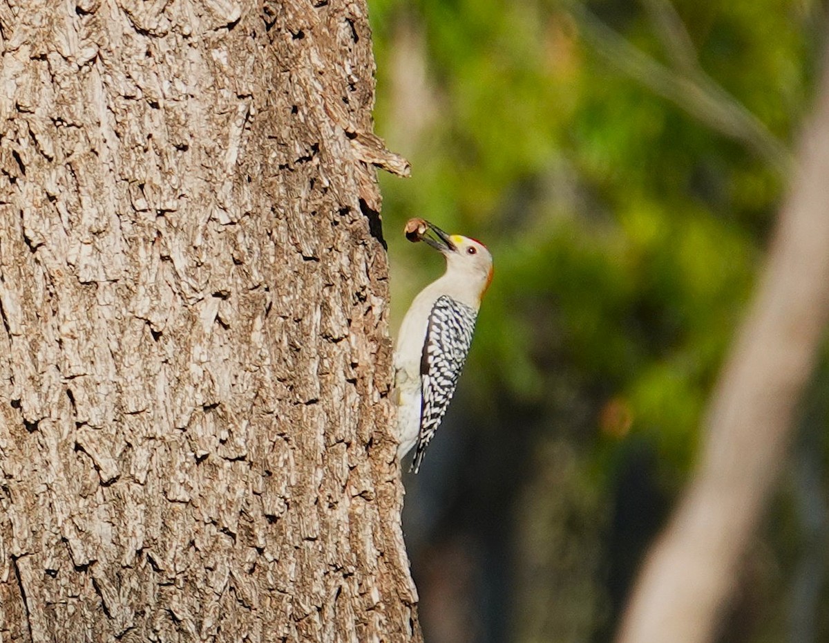 Golden-fronted Woodpecker - ML646302144