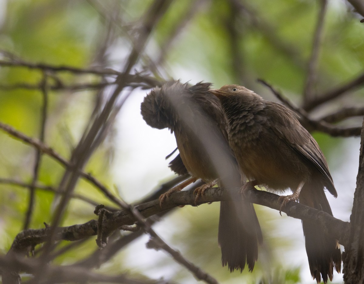 Yellow-billed Babbler - ML646302148