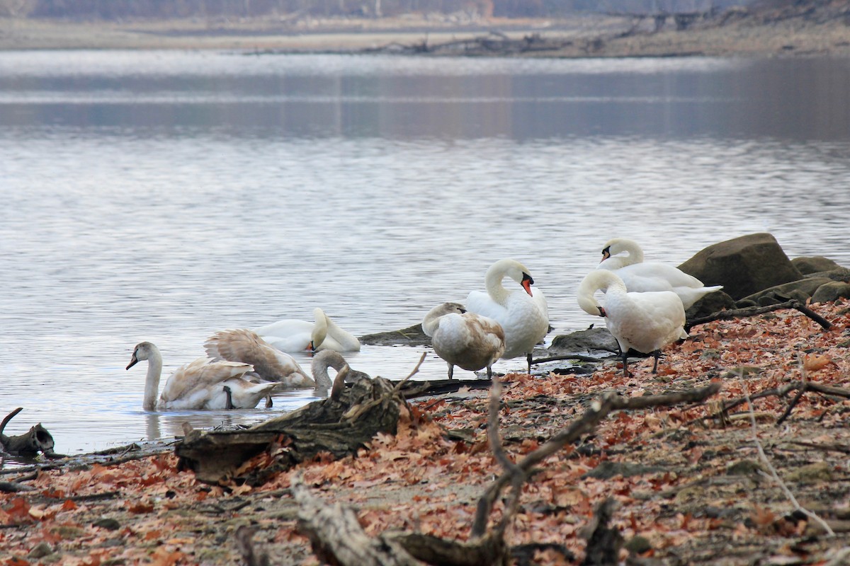 Mute Swan - ML646302154