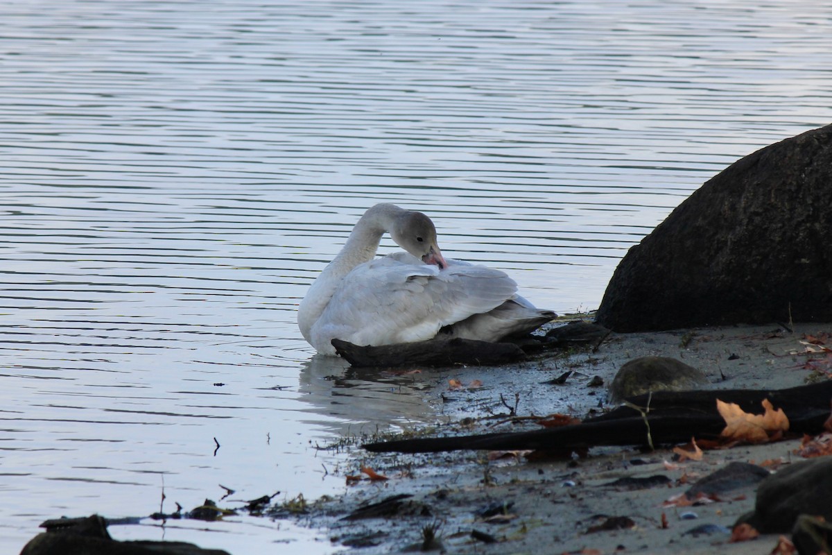 Tundra Swan - ML646302157