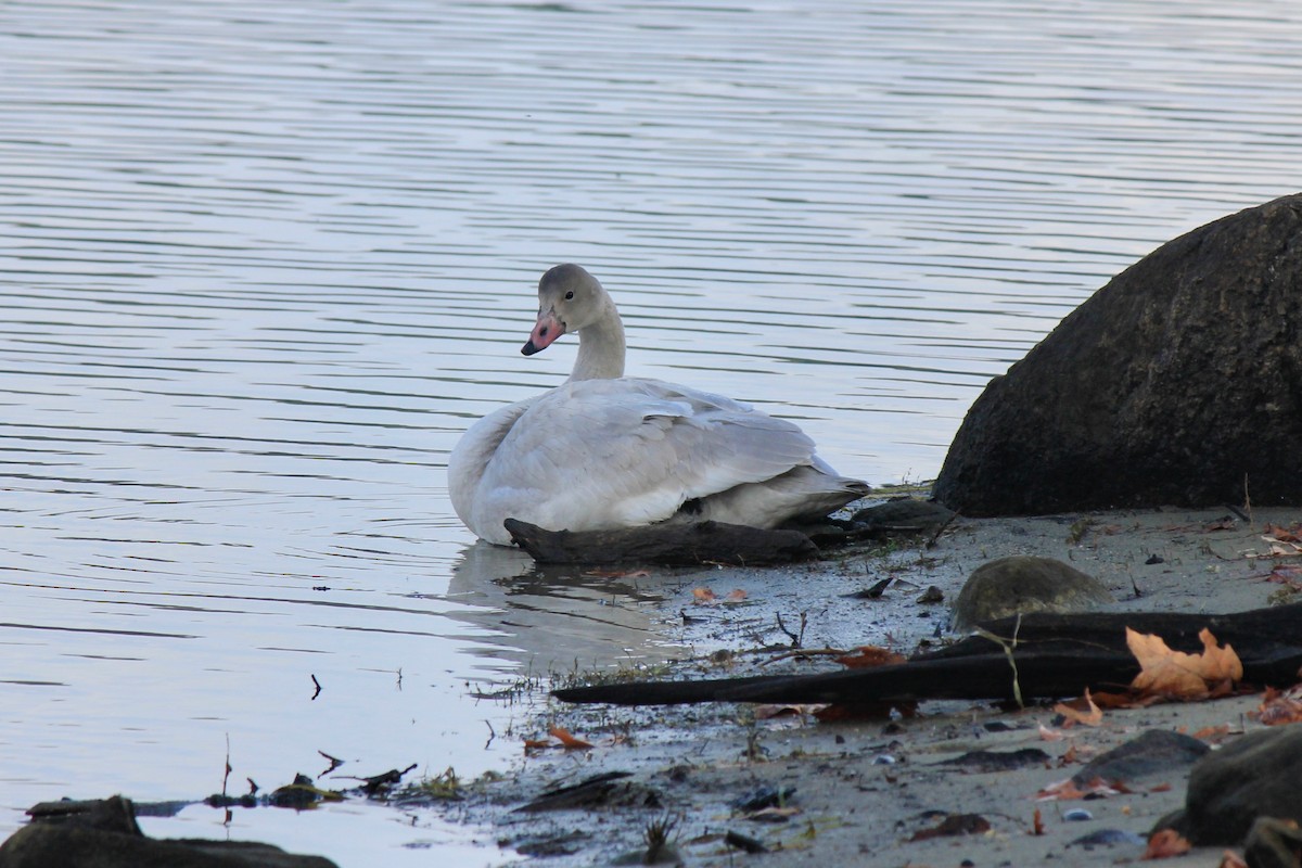 Tundra Swan - ML646302158