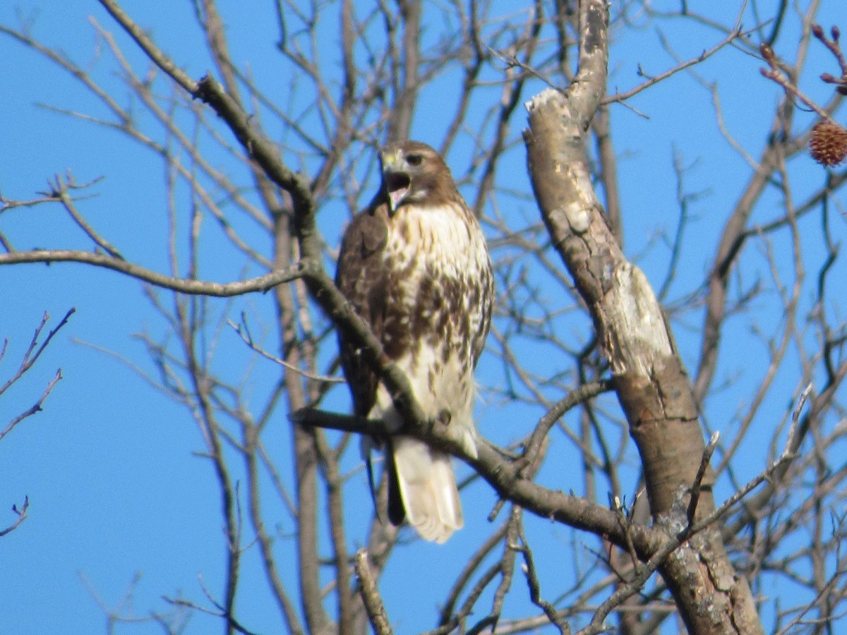 Red-tailed Hawk - ML646302159