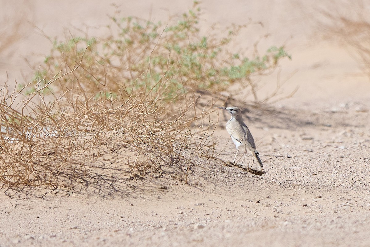 Greater Hoopoe-Lark - ML646302161