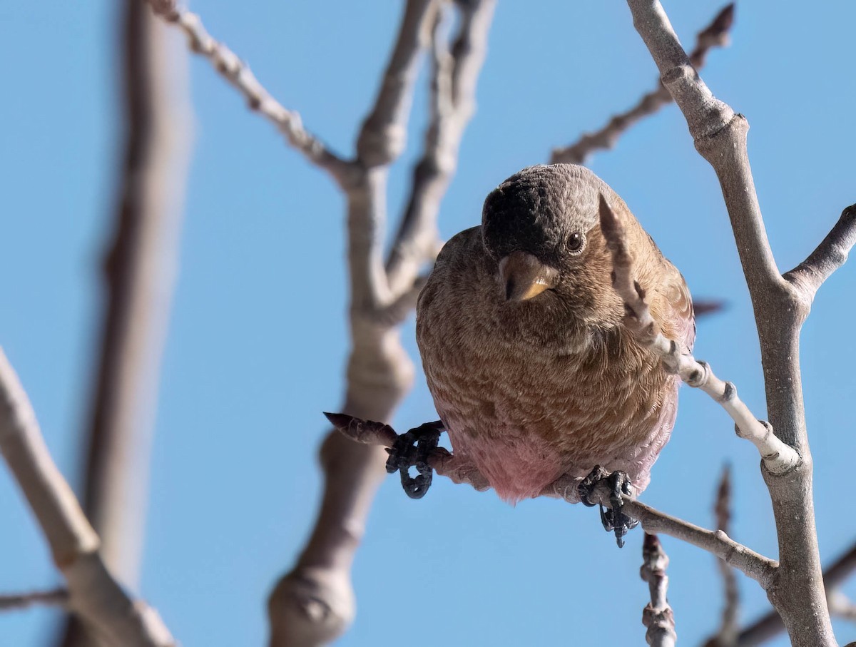 Brown-capped Rosy-Finch - ML646302164