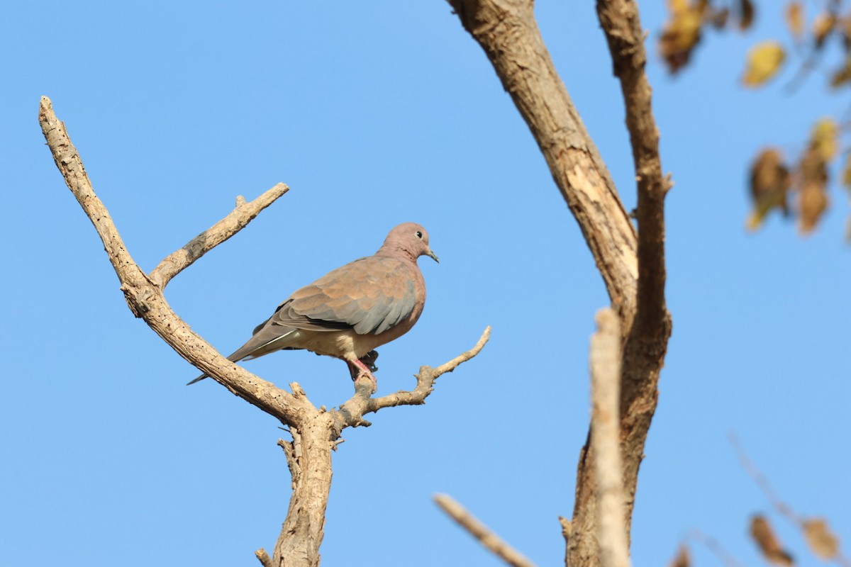 Tourterelle turque - ML646302173