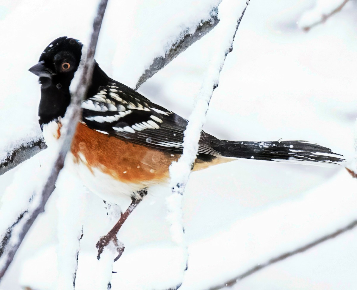 Spotted Towhee - ML646302174