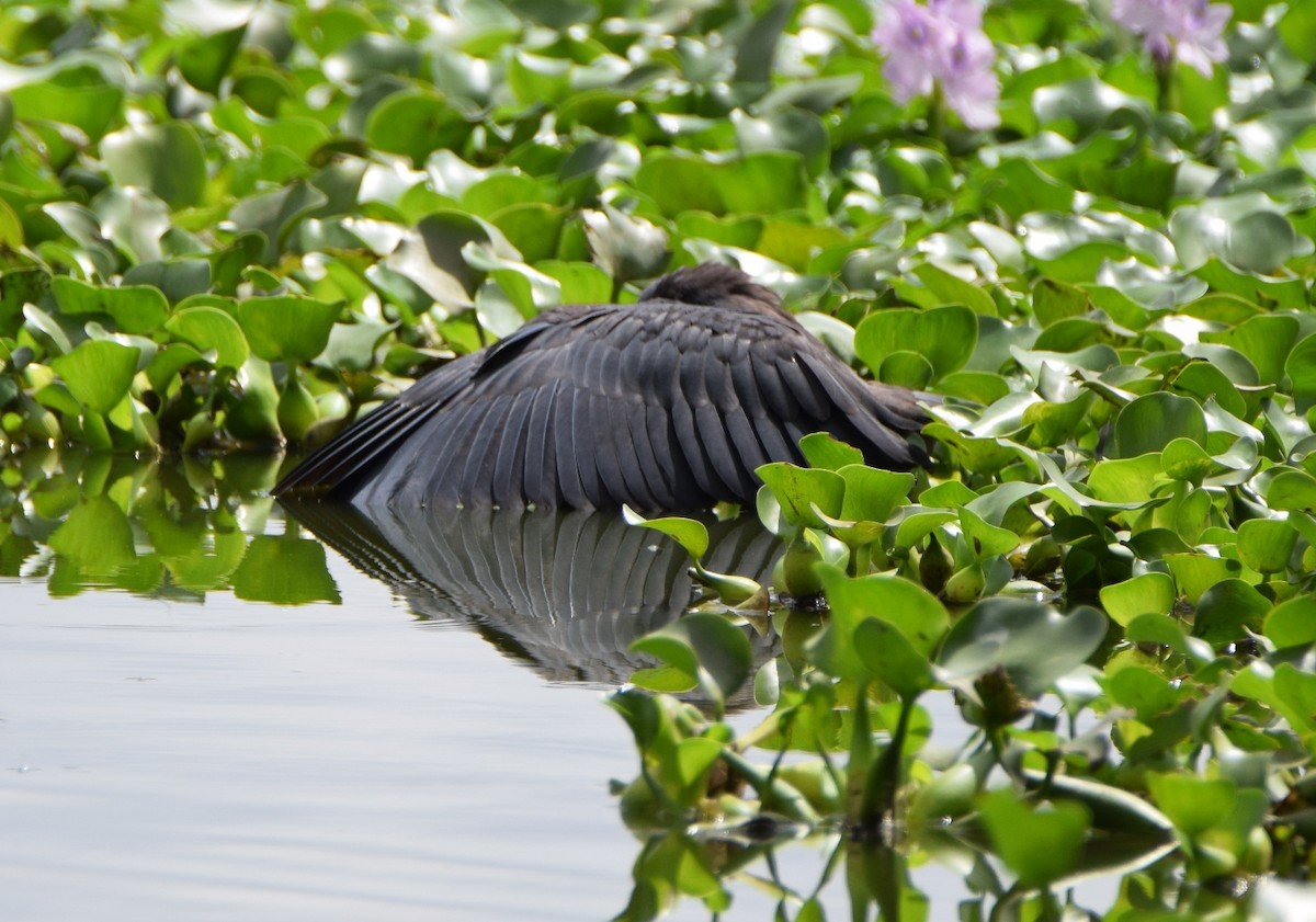 Black Heron - ML646302181