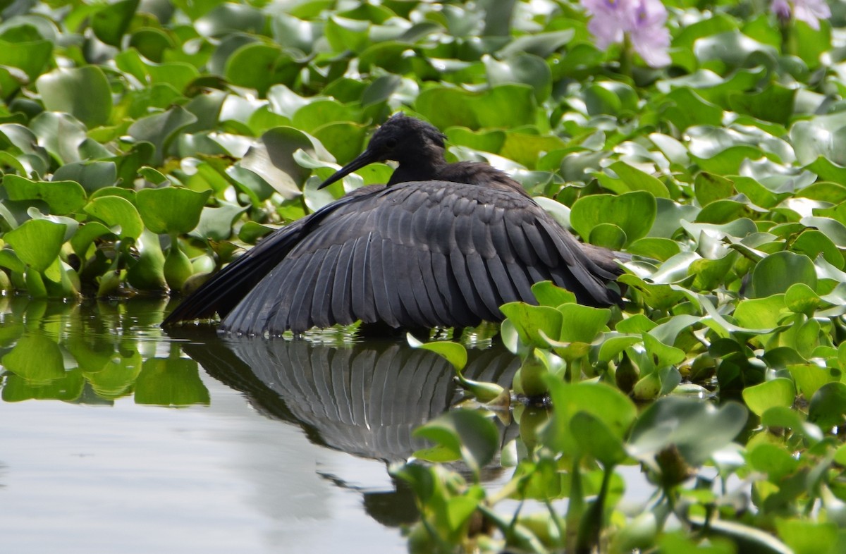 Black Heron - ML646302182