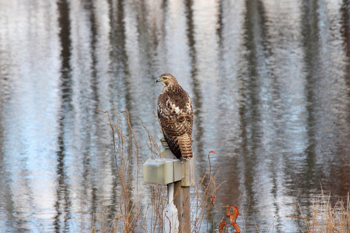 Red-tailed Hawk - ML646302189