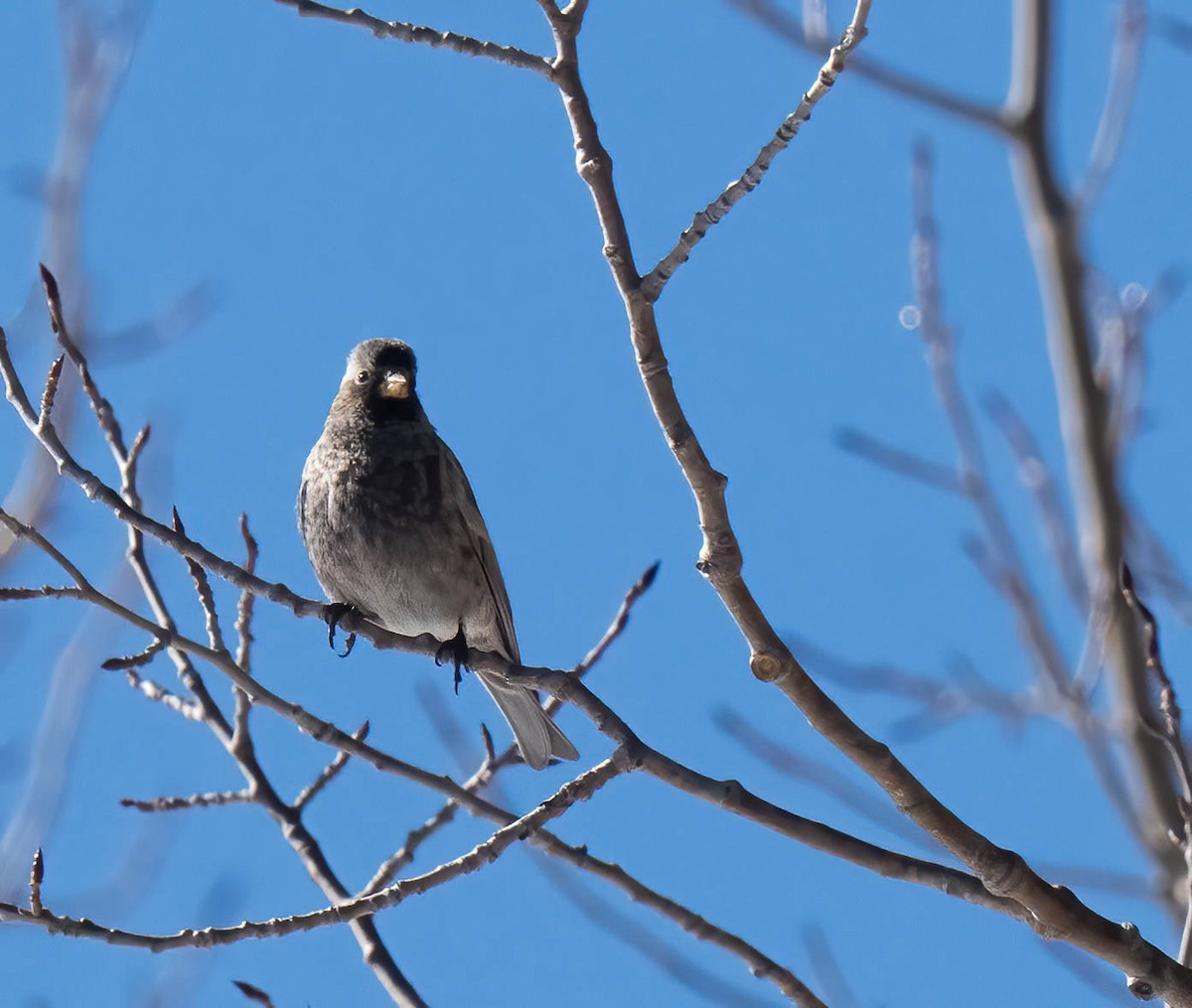 Black Rosy-Finch - ML646302197
