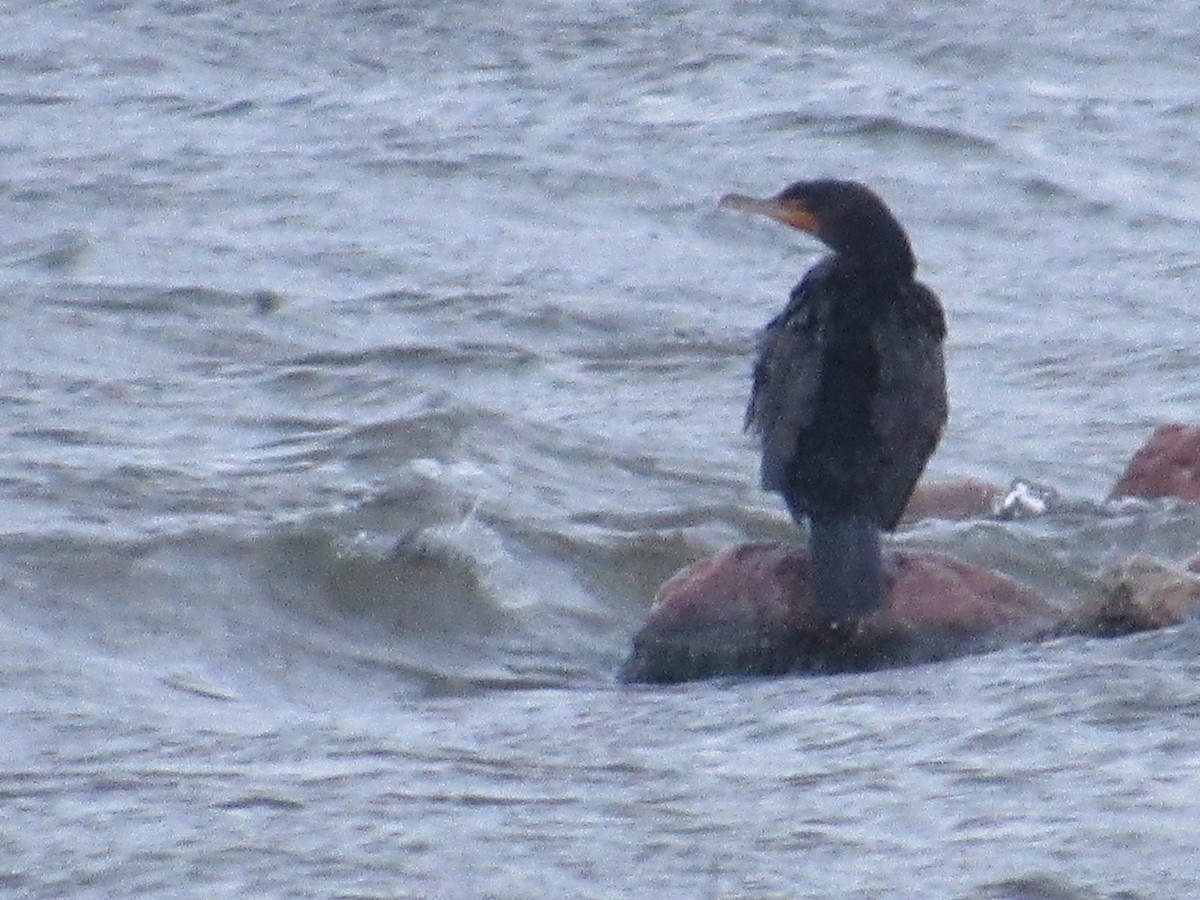 Double-crested Cormorant - ML646302198