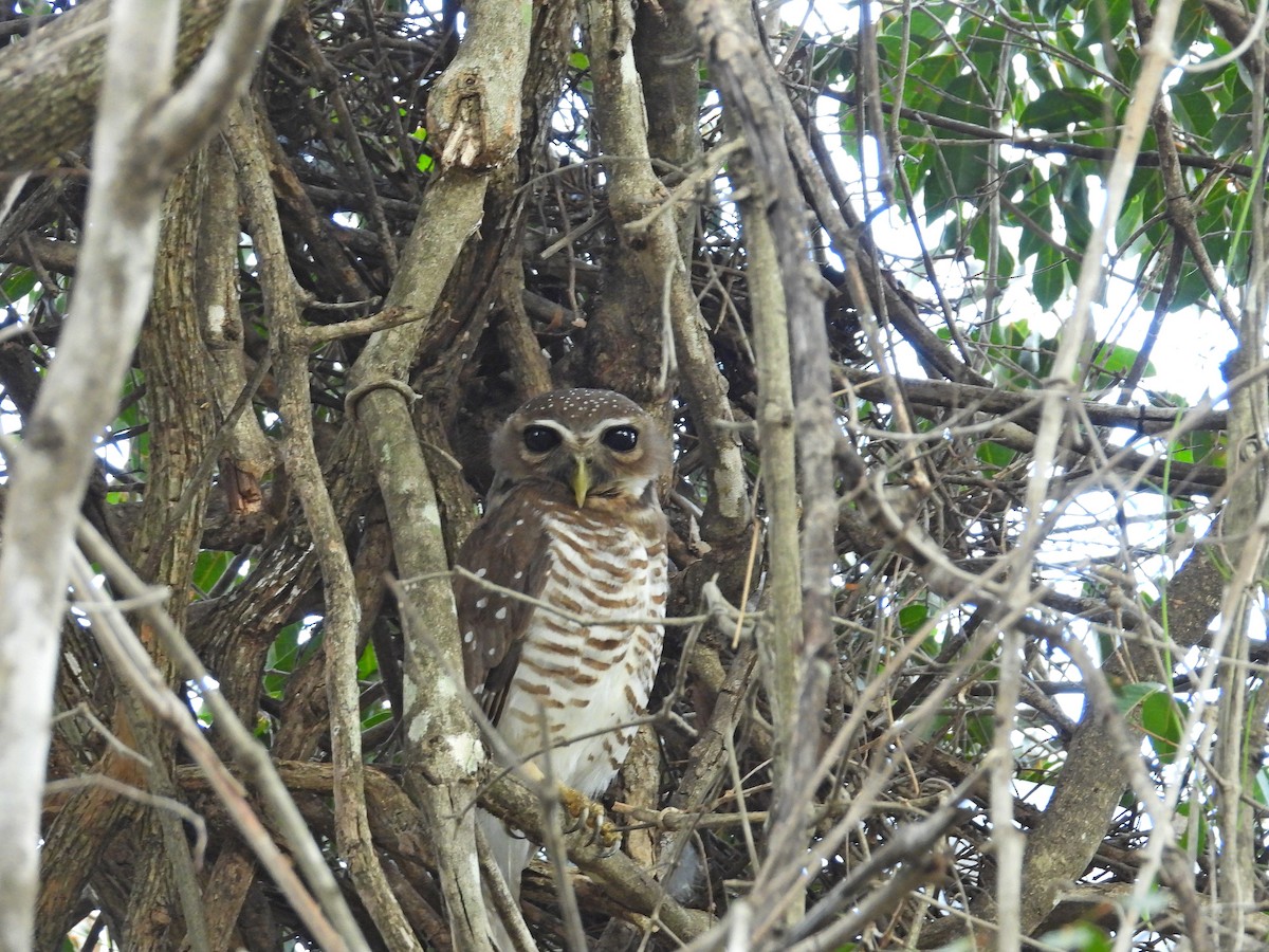 White-browed Owl - ML646302204