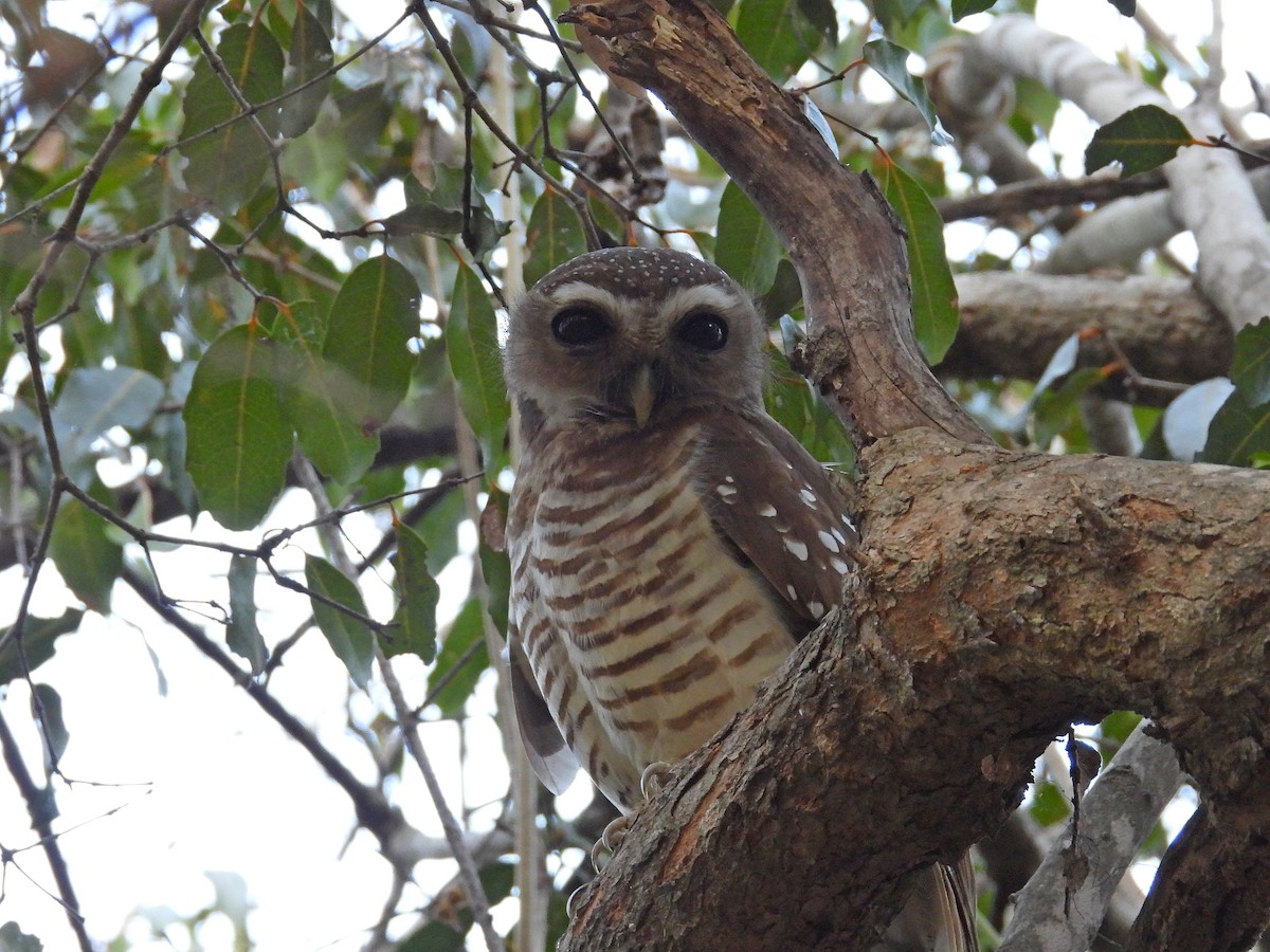 White-browed Owl - ML646302205
