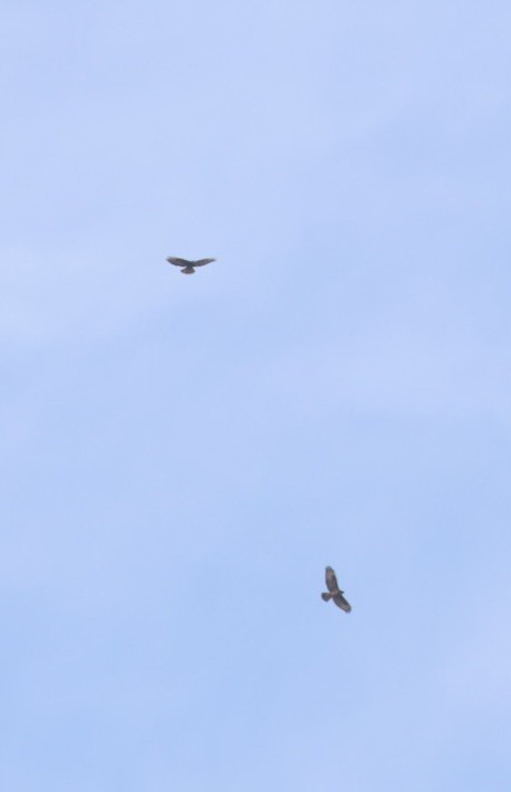 歐亞鵟 - ML646302207