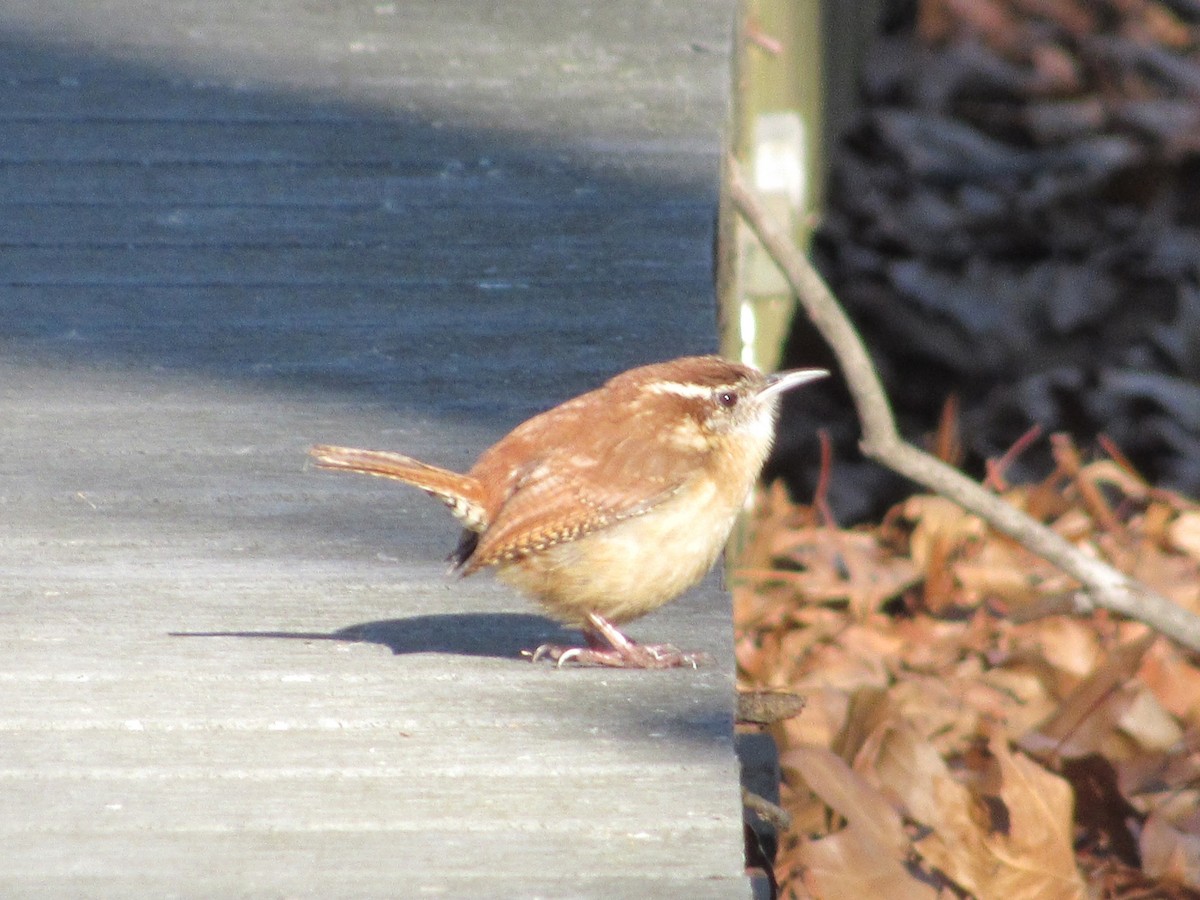 Carolina Wren - ML646302208