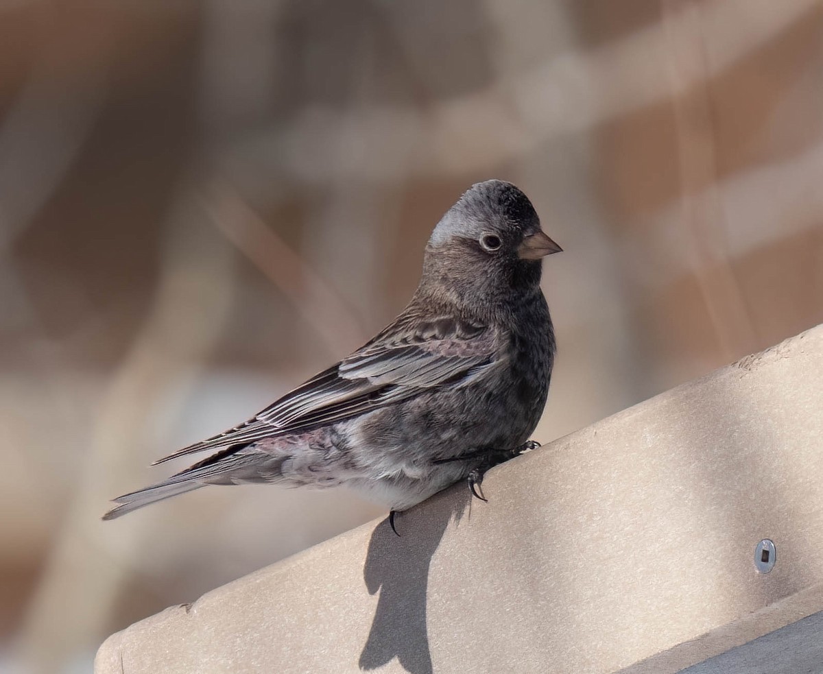 Black Rosy-Finch - ML646302210