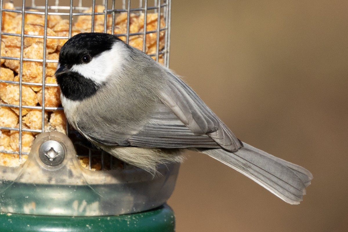 Carolina Chickadee - ML646302211