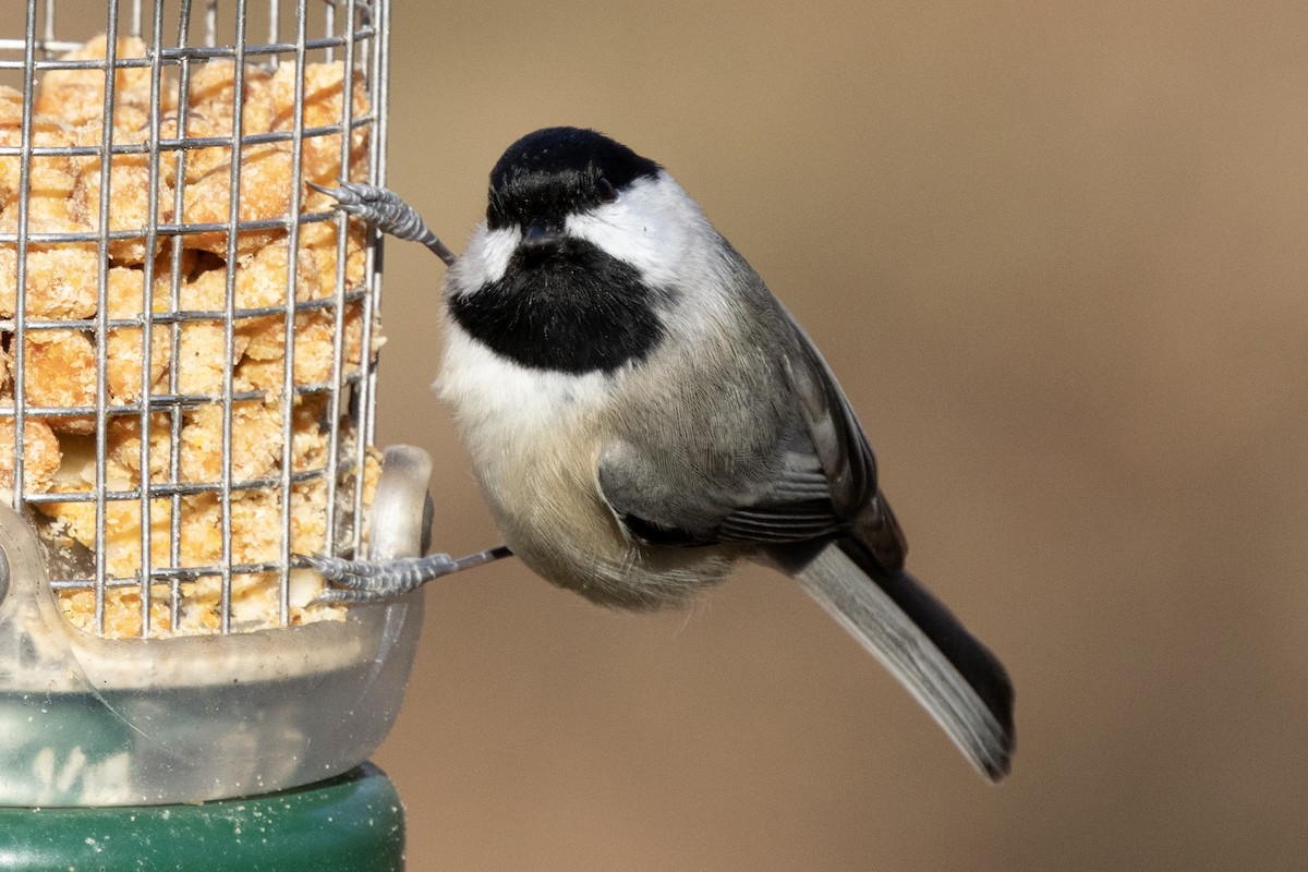 Carolina Chickadee - ML646302212