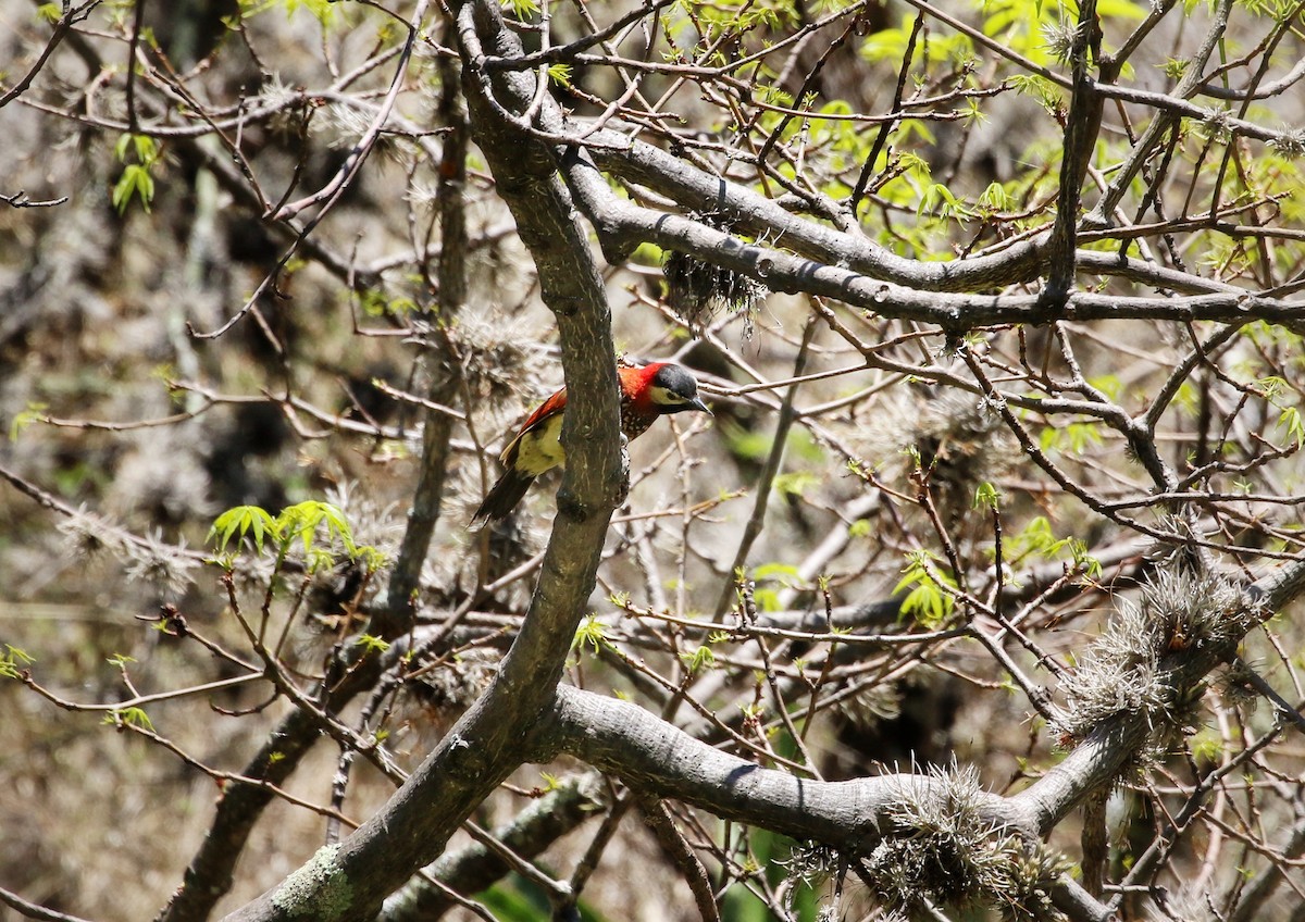 Crimson-mantled Woodpecker - ML646302216