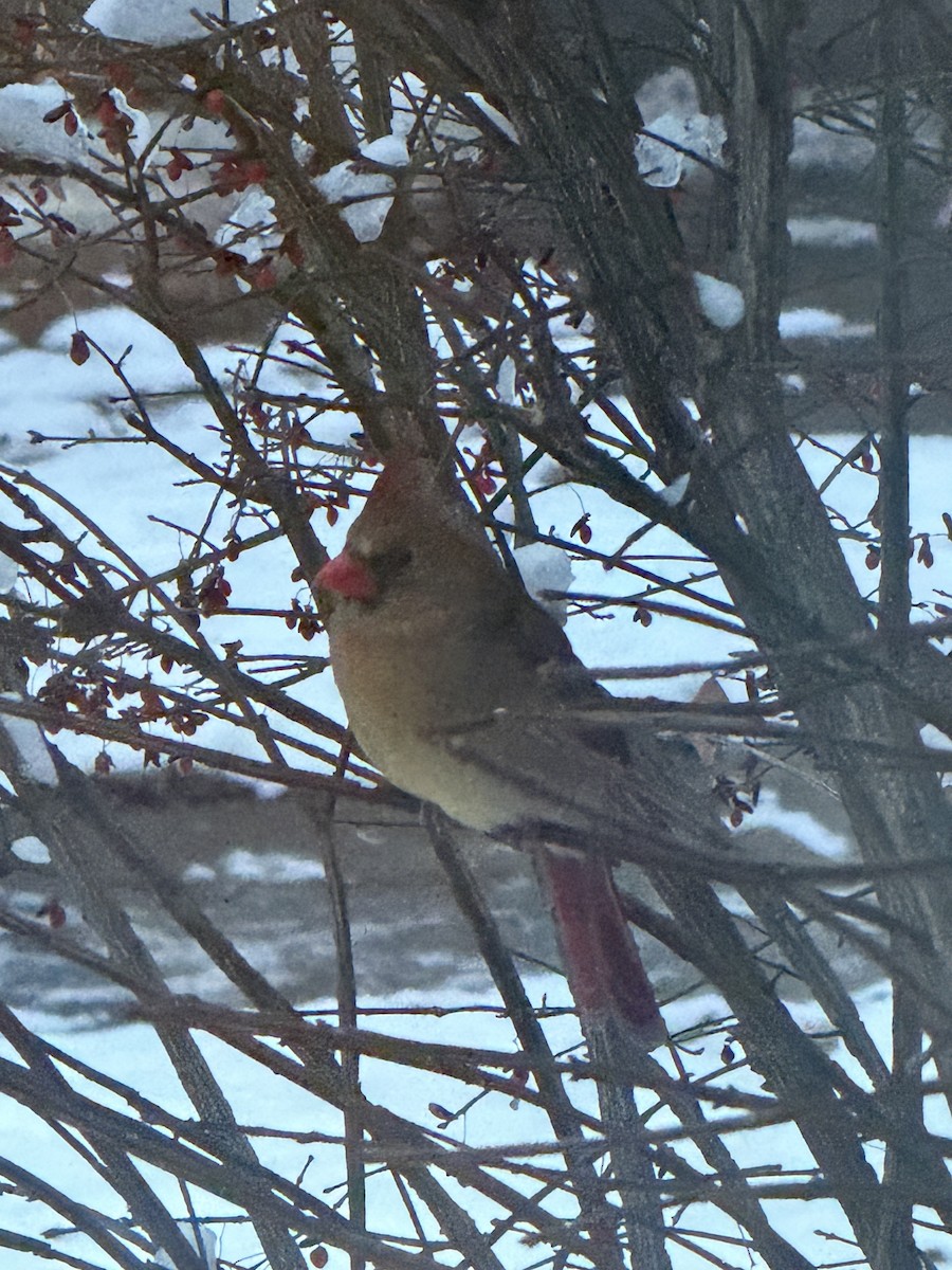 Northern Cardinal - ML646302218
