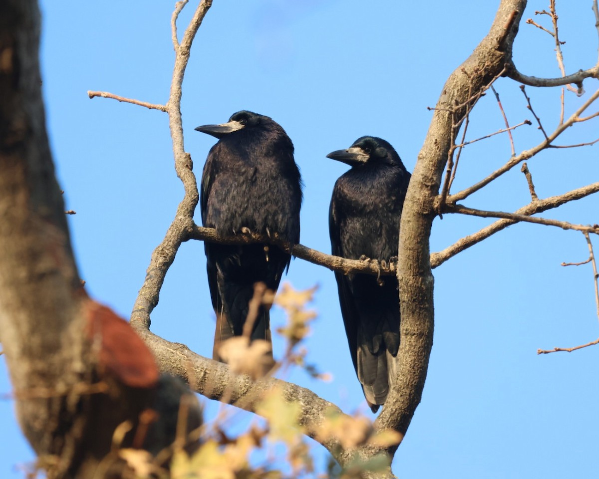 Ekin Kargası - ML646302219