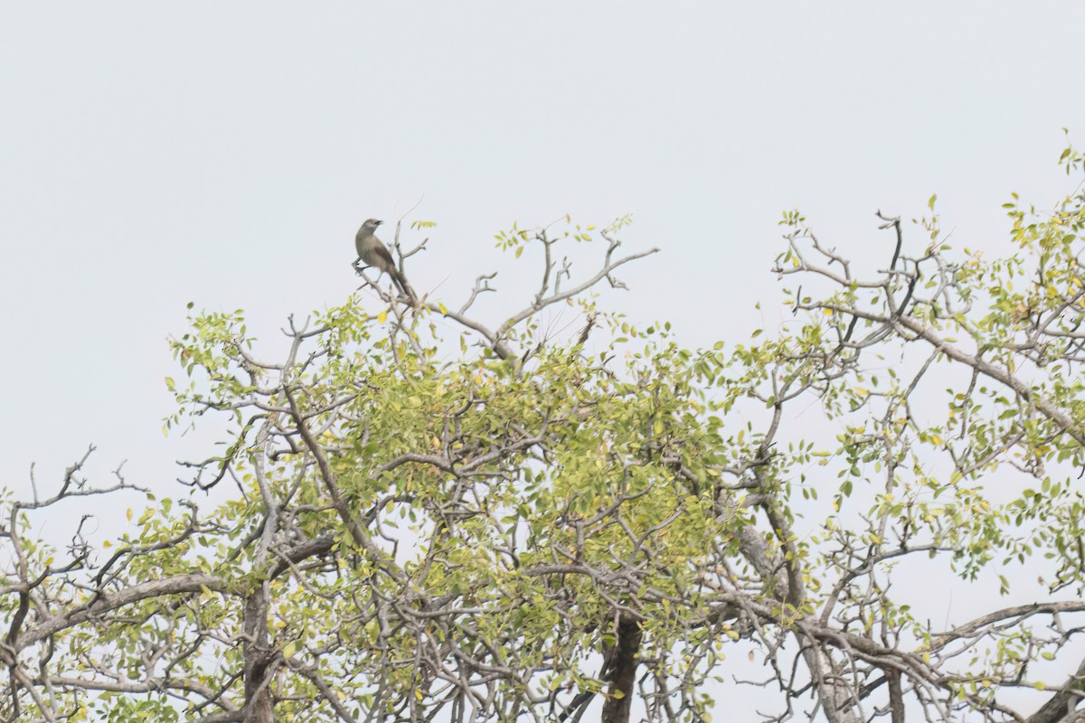 Brown Babbler - ML646302220