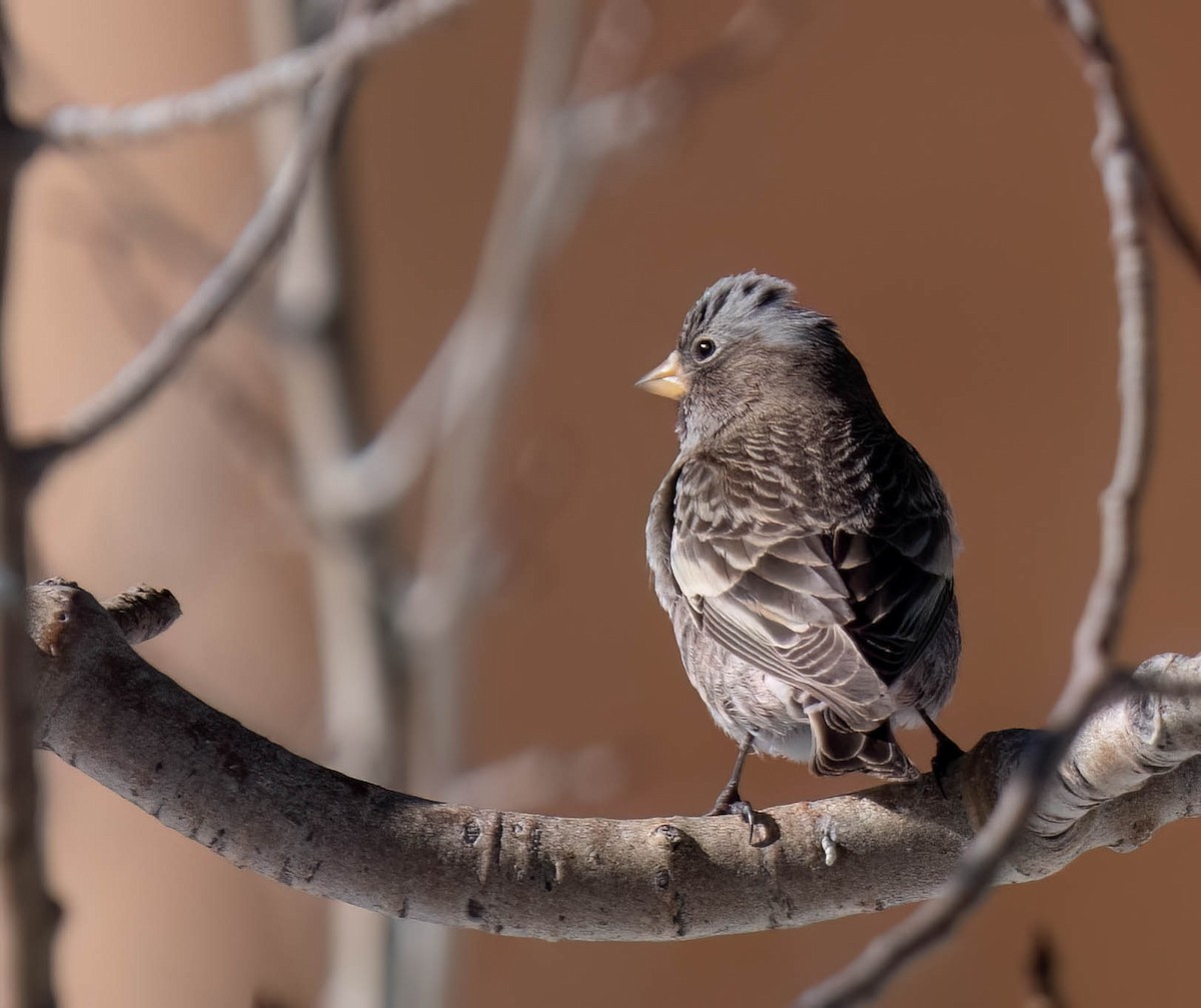 Black Rosy-Finch - ML646302238